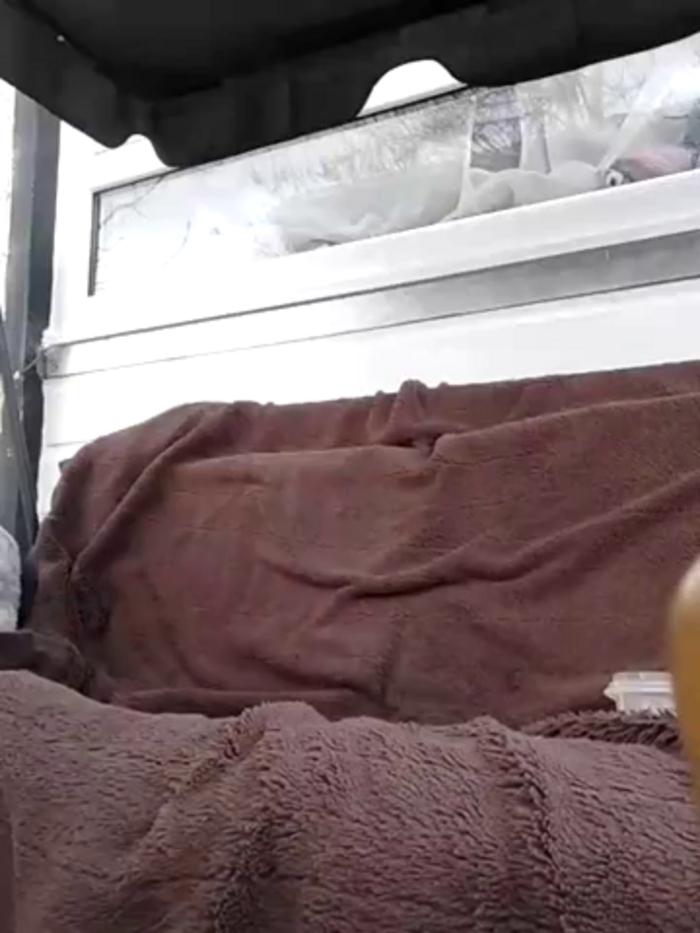 Milky_flexy_cat