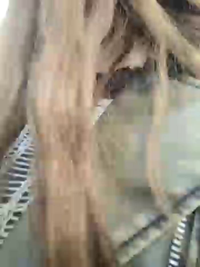 Bella_Gloria
